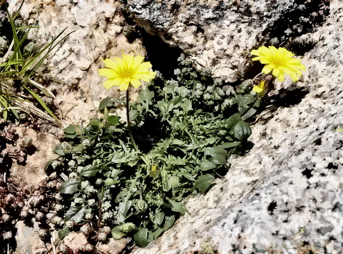 Robertia taraxacoides / Costolina appenninica